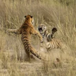 tiger_fight_iStock-1005814882