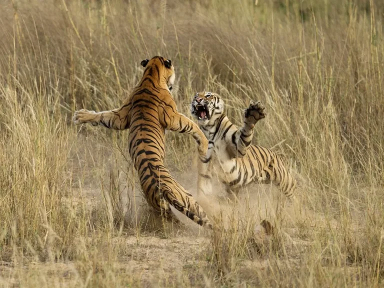 tiger_fight_iStock-1005814882