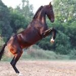 images (10)