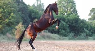 images (10)