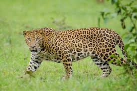 images (12)